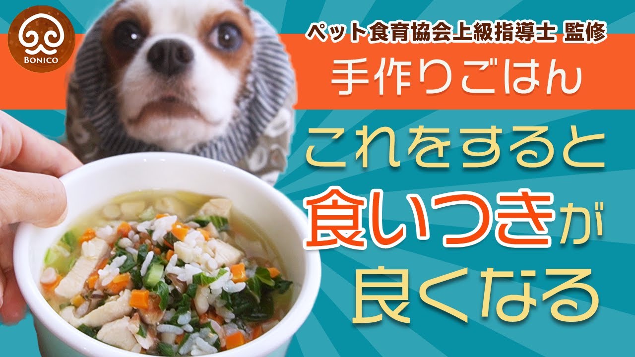 【犬の手作りご飯】ごはんの食いつきが良くなる「4つのコツ」をお伝えします！ YouTube