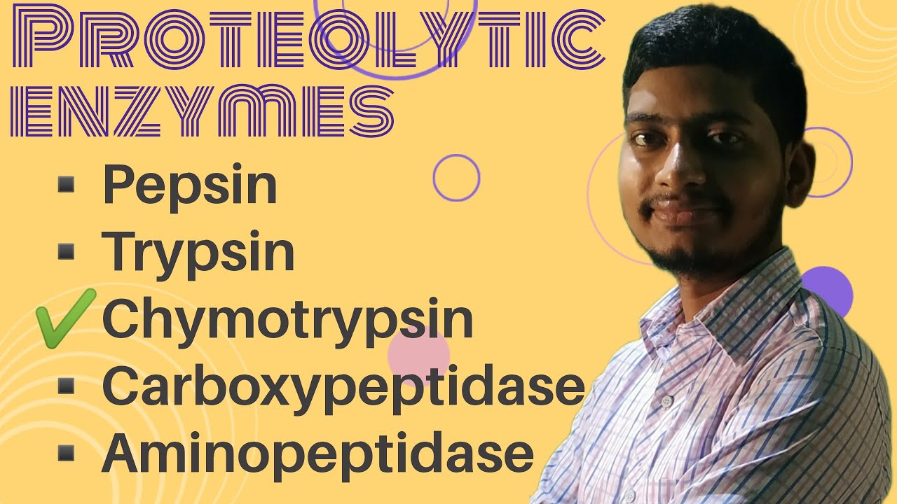 Proteolytic enzymes zoology biology conceptsofzoology YouTube