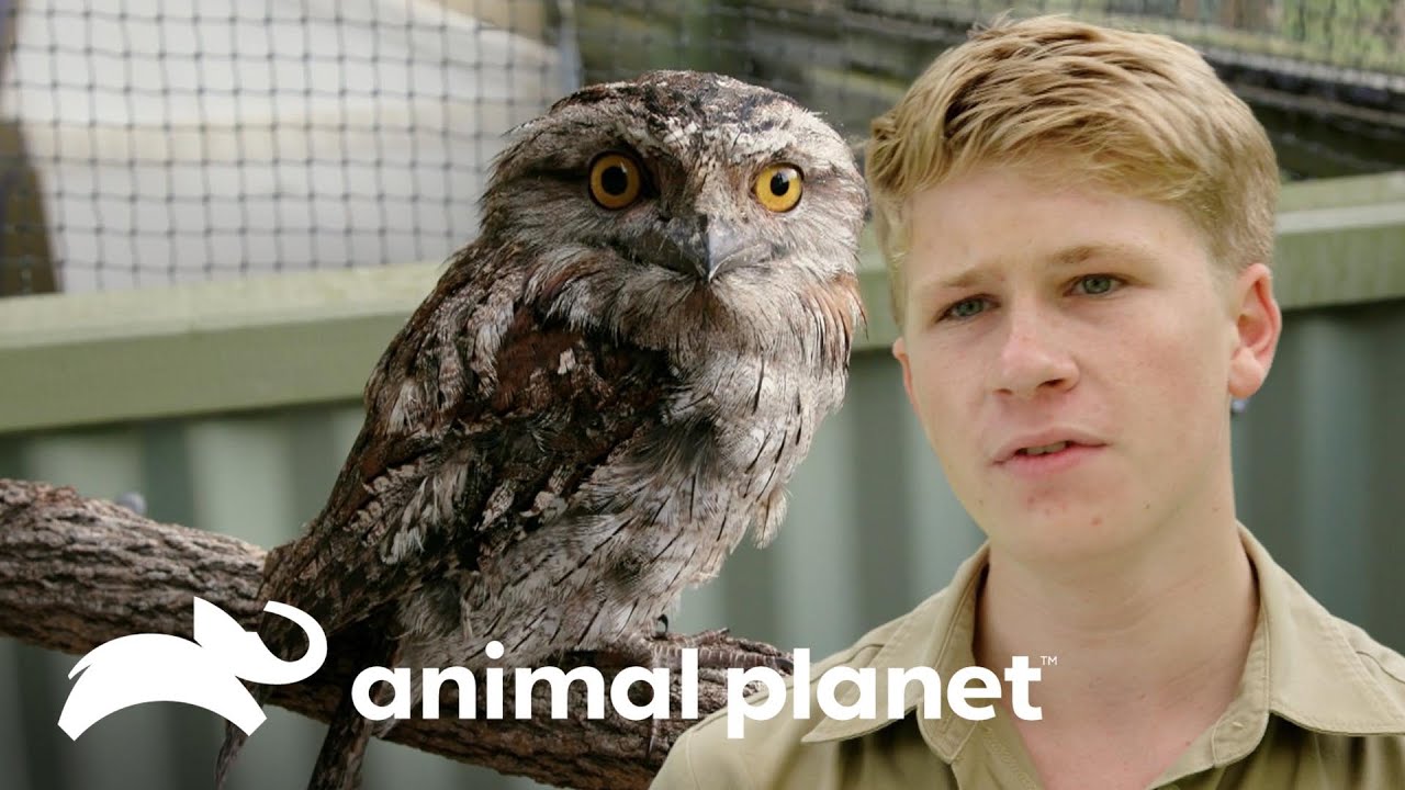 Resgate de um boca-de-sapo australiano | A Família Irwin | Animal Planet Brasil