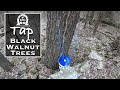 Tapping Black Walnut Trees to Make Syrup