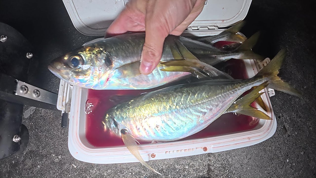 Я поймал одну за другой ставриду приличного размера! Роскошный ужин!