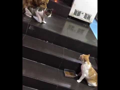 انسحاب تكتيكي  