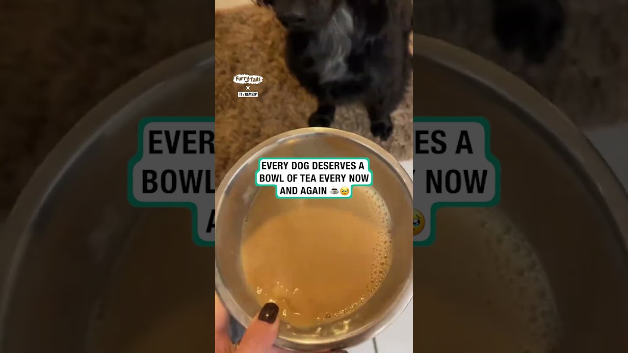 This is your sign to make your dog a tea ☕️ 🥹      🎥: TikTok / demsxp