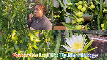CUỘC SỐNG ÚC l THAM QUAN VƯỜN CÂY ĂN TRÁI NHÀ CHỊ NGỌC VÙNG KEYSBOROUGH l REVIEW CÁC LOẠI TÁO TÀU