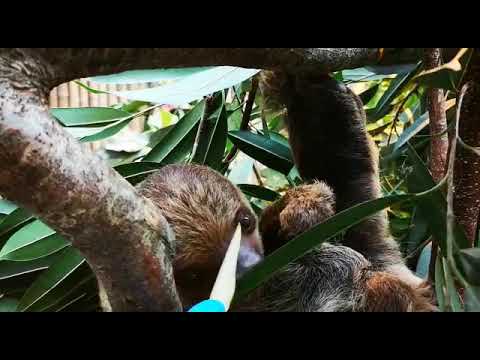 parking Matheo the Sloth at Fota Wildlife Park