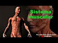 Sistema muscular