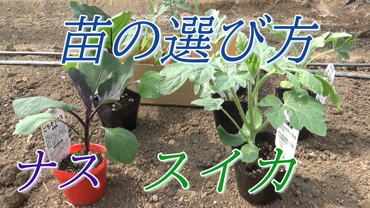 Eggplant and watermelon (How to choose seedlings at a home