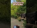 यहां पर हुआ था राधा कृष्ण जी का विवाह #shortvideo #trendingshorts #radhakrishna