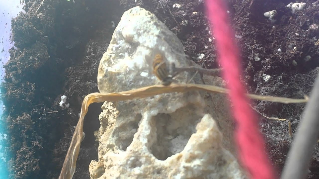 insects picture Praying Mantis Enjoying A Hardy Meal:D