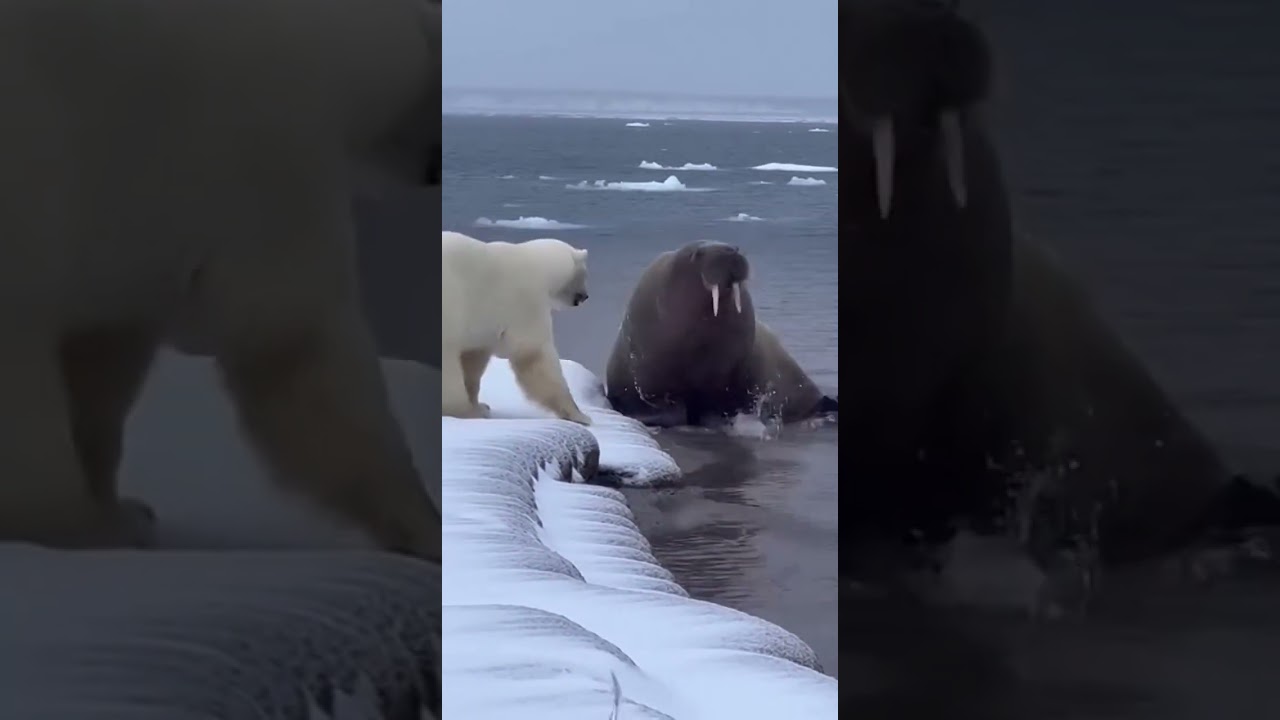 This Polar Bear Made a Risky Decision #wildlife #arctic #predator