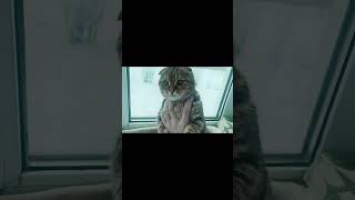 edit с котом (перезалив) #edit #vine #cat #catedit #рекомендации #рек #shortsvideo #shorts