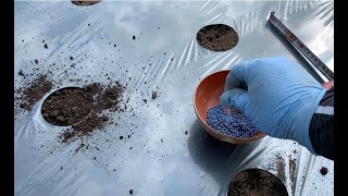 もう春大根の種まきですか？ 20/11/2