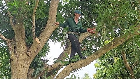 Cưa  cây  xoài  siêu  khủng , siêu  nhánh ,Gần  dây  điện. Cưa  cây  kỷ thuật  cao