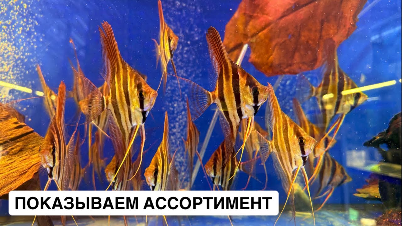 Птичий Рынок 2025 / Дикие тетры и сомики / Поставка из Индонезии / Аквариумистика mos-fish