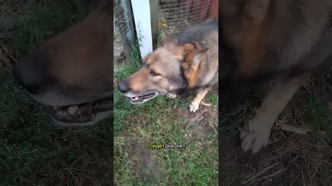 вы мне нравитесь, но я предвижу