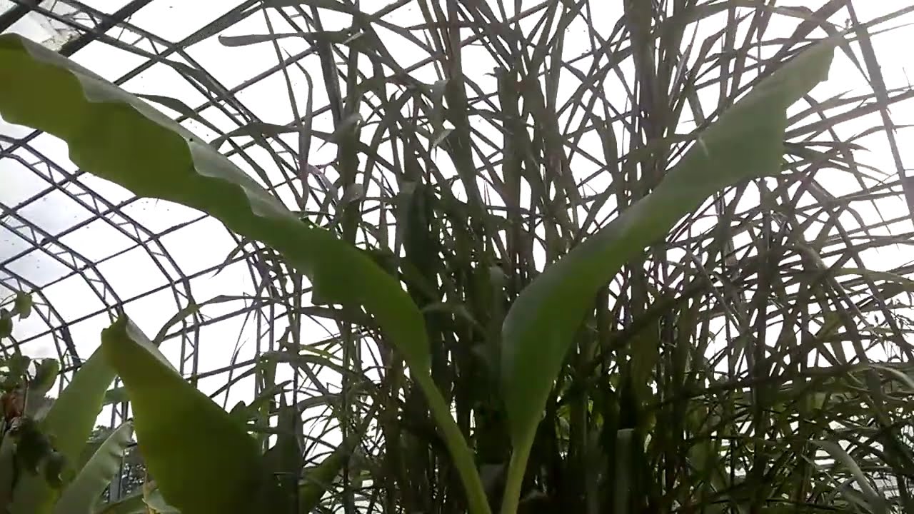 Amazing Greenhouse at Torbay YouTube