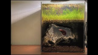 underground caves fishtank  3 months by 회색벌레 GreyWorm 104,823 views 3 years ago 5 minutes, 50 seconds