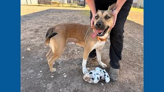 Ariel is a 'San Antonio Special' craving a home of her own | Forgotten Friends