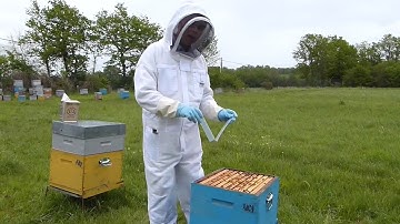 Tutorial: How to use Apivar strips?