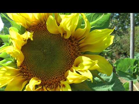 Garden in mid summer