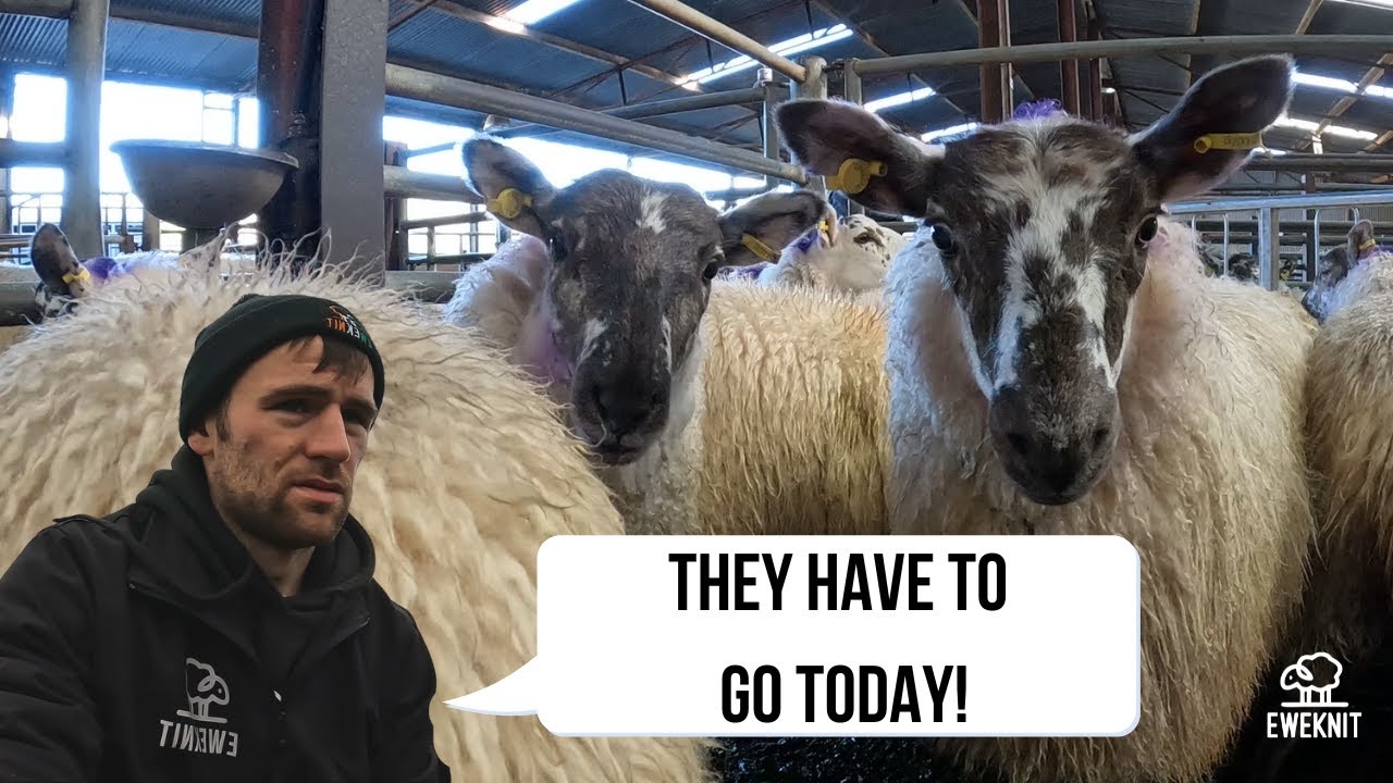 SAME LAMBS, DIFFERENT MART - WE MUST SELL THEM THIS WEEK