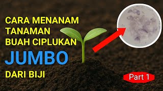 THIS IS HOW I GROW JUMBO CYPRUS FROM SEED | #ciplukan #cecendet #goldenberry