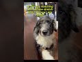 Who’s Inside This Phone 🐾📱🐶 #puppy #pawsn #bernedoodle