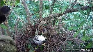 Crested Goshawk Daan Park- Krogulce czubate-Cud natury ! Chore pisklę# 2🐥🌹🍀wygrało z chorobą  ???