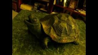 "Slow Down," Singing Turtle
