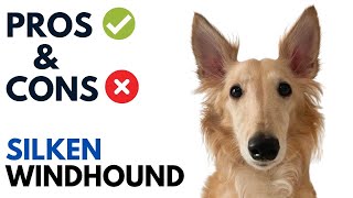 Silken Windhound Pros and Cons | Silken Windhound Advantages and Disadvantages