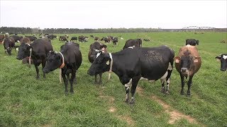 Georgia Dairy Using High-Tech Activity Trackers for Cows