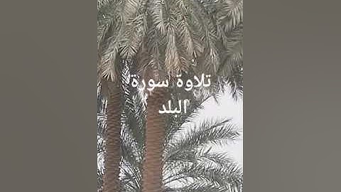 القرآن الكريم (سورة البلد) تلاوة الإمام أبو جهاد وفقه