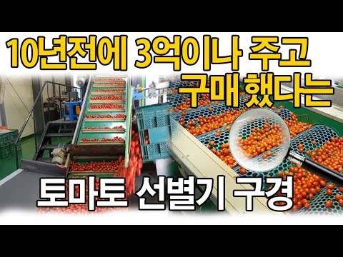 3억짜리 방울토마토 선별기 방울토마토 농사 농기계 - cherry tomato screening machine