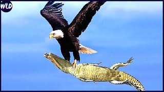 12 Craziest Eagle Attacks Ever Filmed