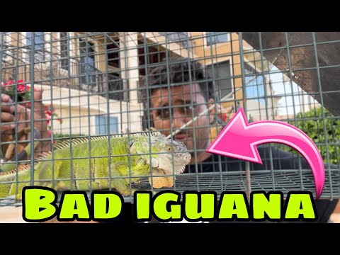 Checking iguana Traps! How to Trap iguana!