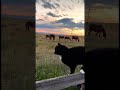 любуемся закатом #Сибирь#Хакасия#
