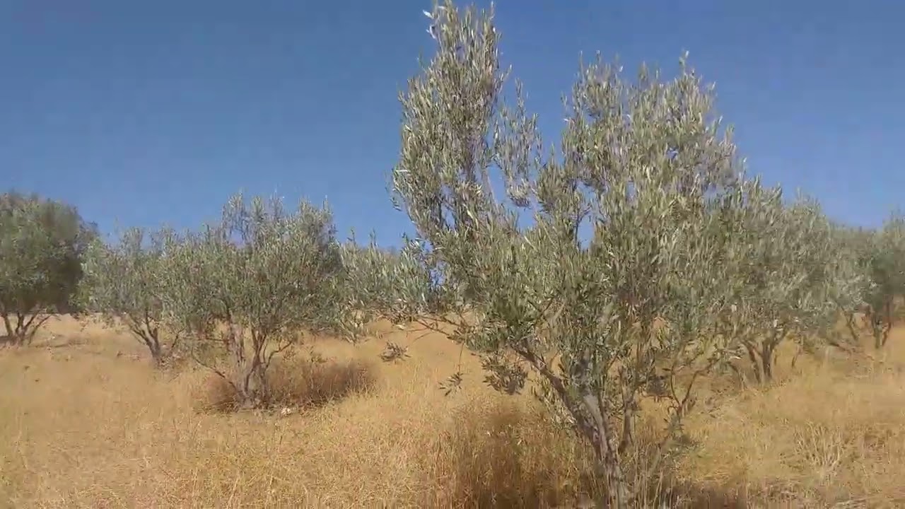 أرض فلاحية ملكية محفظة حوالي 500m2. فيها 18 شجرة الزيتون. الثمن 3.5  مليون. الهات. 0677224848