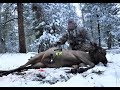 Montana elk hunt 12 yards with a Centaur longbow