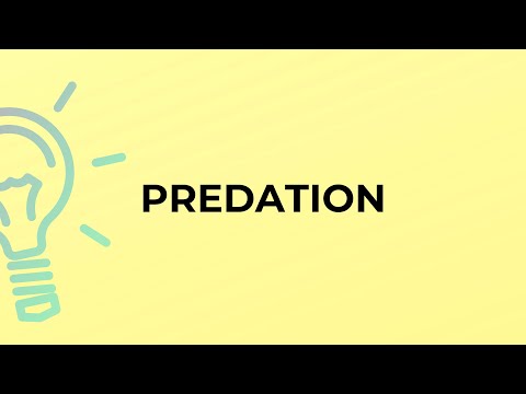 Video: Qual è la definizione di predation?