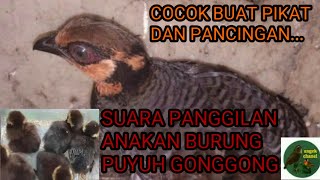 SUARA ANAKAN BURUNG PUYUH GONGGONG