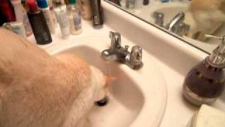 Cat Drinking From Bathroom Sink