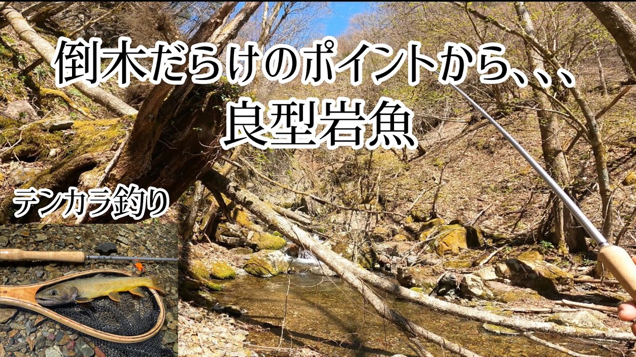 【テンカラ釣り】春遅い源流で良型岩魚を狙う！