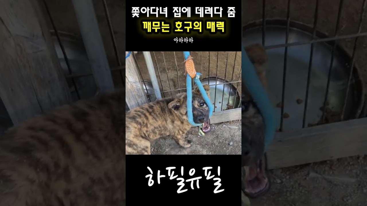 쫓아다녀 집에 데려다준 깨무는 강아지의 매력