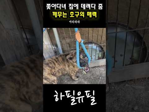 쫓아다녀 집에 데려다준 깨무는 강아지의 매력