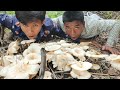 Finding Bamboo Mushroom in the Mountain in my Village for Cooking with Beef Recipe   Lifestyle