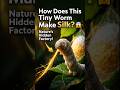 How a Tiny Worm Creates Silk 😳🐛#silkworms #silk #biology #science #nature