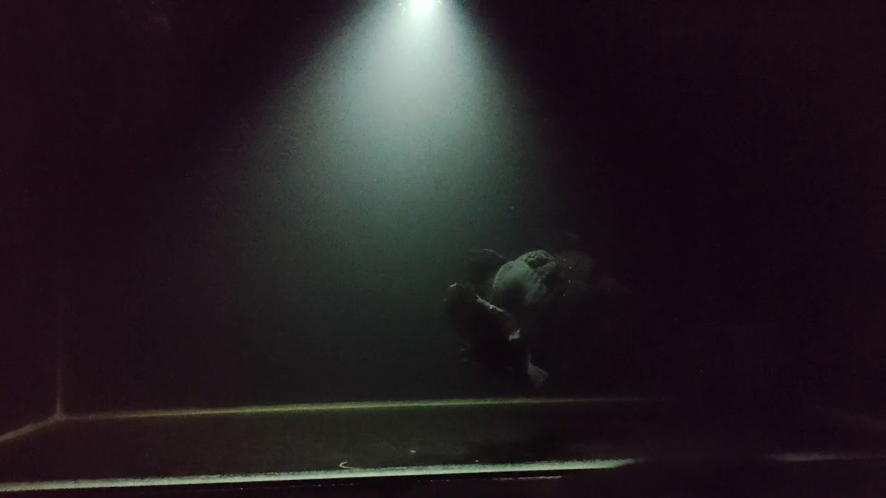 Satisfying goldfish while doing quarantine