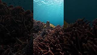 Close Encounter with Sea Turtles! Nusa Penida 🌟🐢