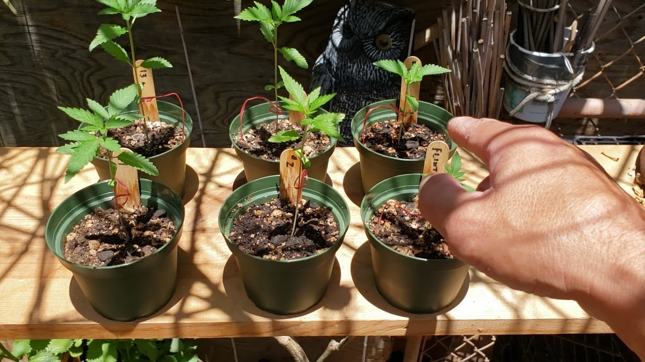 2021 starting cannabis  Hawaiian outdoor grow