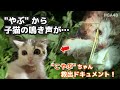 【レスキュー】”やぶ”から子猫の鳴き声が…″こやぶ″ちゃん救出ドキュメント！